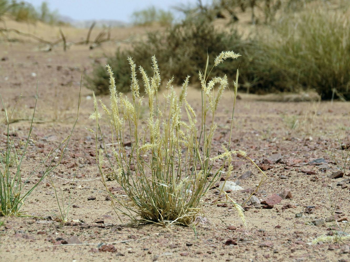 Image of Asthenatherum forskaolii specimen.