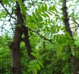 Gleditsia triacanthos