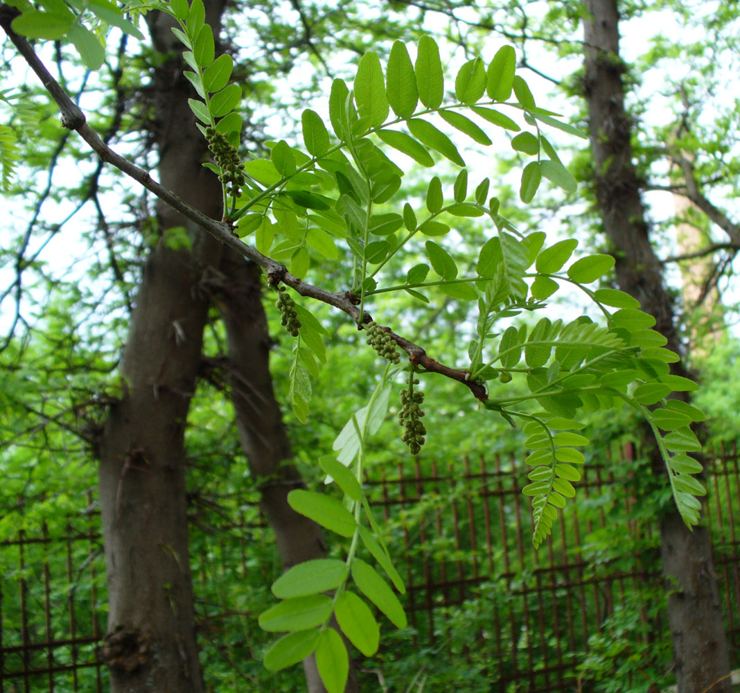 Image of Gleditsia triacanthos specimen.