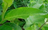 Symphytum officinale. Лист. Москва, Кусково, залежь у ж.-д. платформы Кусково. 19.06.2014.