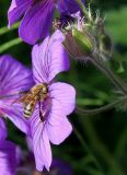 Geranium × magnificum. Цветок с фуражирующей пчелой и развивающимся плодом. Германия, г. Дюссельдорф, Ботанический сад университета. 02.06.2014.