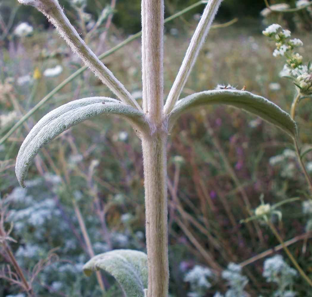 Изображение особи Stachys velata.