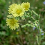 Lactuca serriola