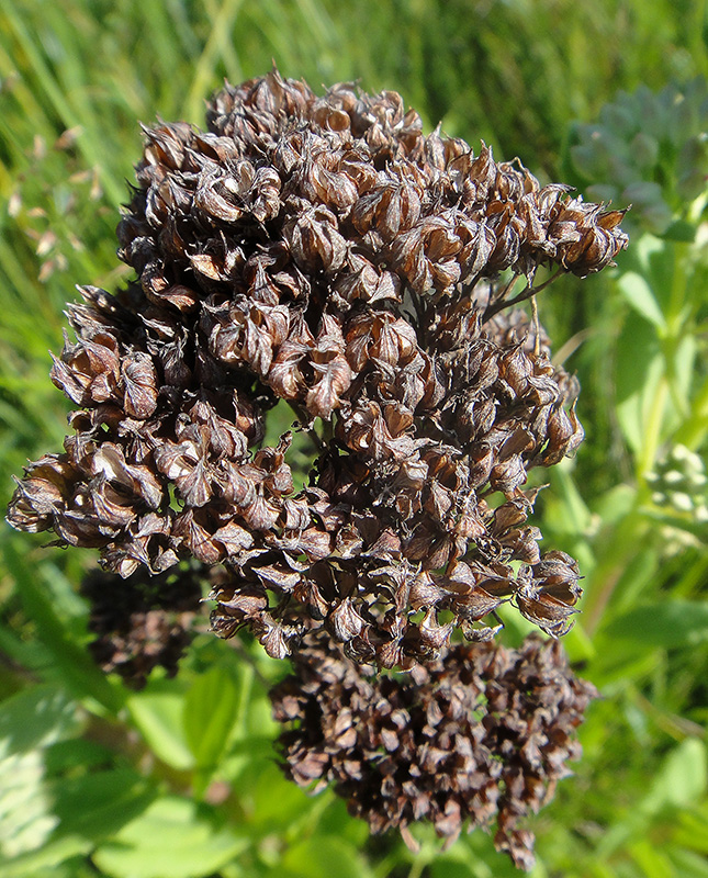 Image of Hylotelephium pallescens specimen.