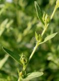 Lithospermum officinale. Средняя часть побега с невызревшими плодами. Германия, г. Дюссельдорф, Ботанический сад университета. 03.06.2014.