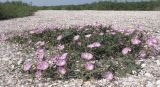 Convolvulus arvensis
