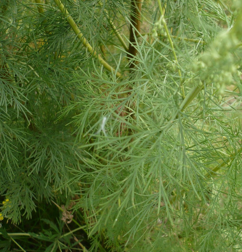 Image of genus Artemisia specimen.