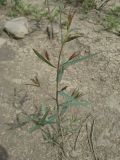 Trachomitum lancifolium