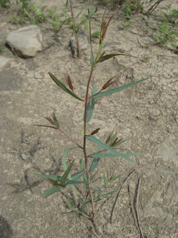 Image of Trachomitum lancifolium specimen.