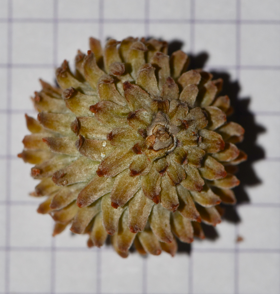 Image of Quercus ithaburensis specimen.