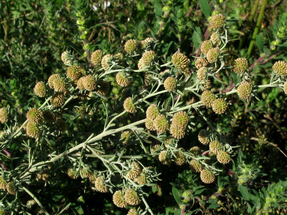 Изображение особи Artemisia jacutica.