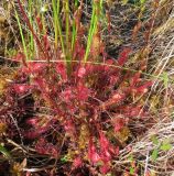 Drosera × obovata