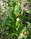 Hesperis matronalis. Нижняя часть растения с пазушными побегами. Краснодарский край, Черноморское побережье Кавказа, окрестности Геленджика, территория Верхнего парка сафари, склон. 05.05.2013.