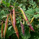 Caragana arborescens