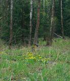 Caltha palustris