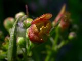 Scrophularia umbrosa