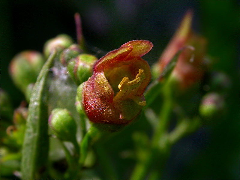 Изображение особи Scrophularia umbrosa.
