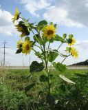 Helianthus annuus