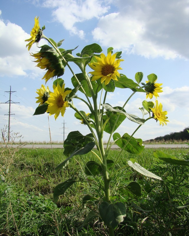 Изображение особи Helianthus annuus.