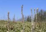 Aralia elata