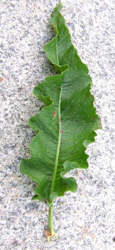 Image of Rumex longifolius specimen.