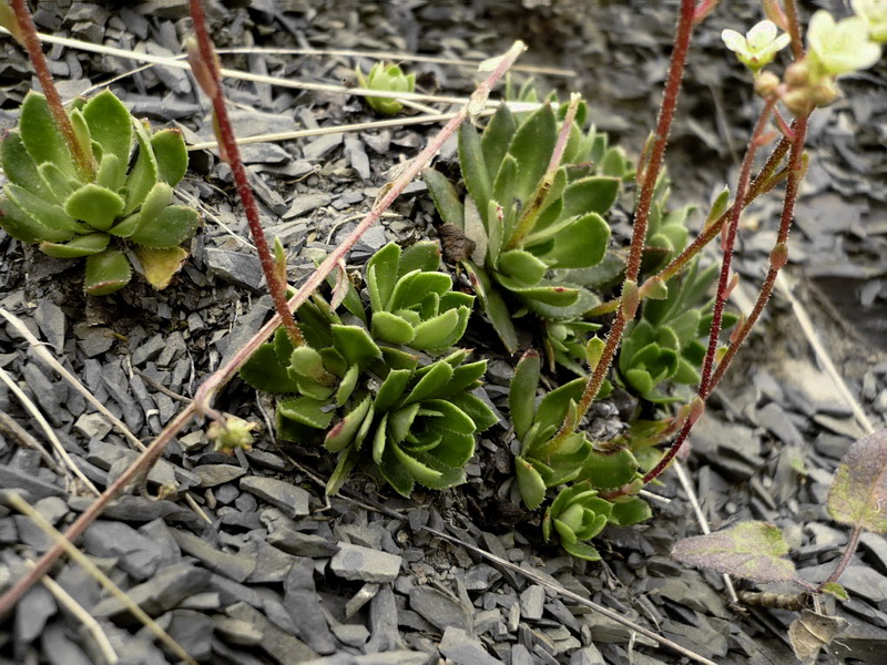 Image of Saxifraga cartilaginea specimen.