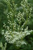 Filipendula ulmaria subspecies denudata. Соцветие. Санкт-Петербург, Старый Петергоф, парк \"Сергиевка\". 11.07.2009.