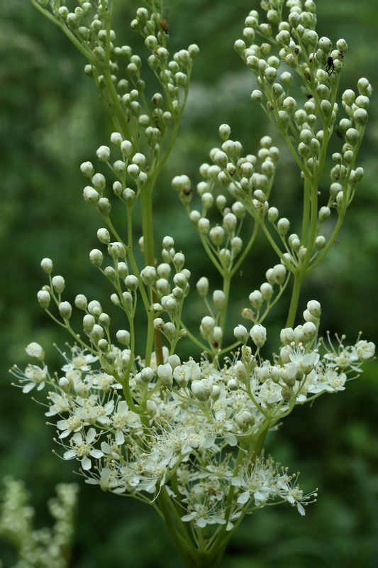 Изображение особи Filipendula ulmaria ssp. denudata.