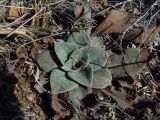 Goniolimon speciosum
