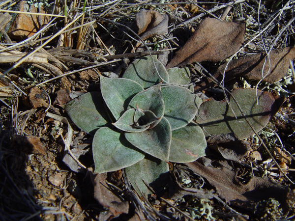 Image of Goniolimon speciosum specimen.