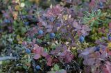Vaccinium uliginosum ssp. microphyllum