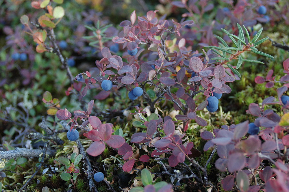 Image of Vaccinium uliginosum ssp. microphyllum specimen.