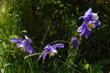 Aquilegia jucunda. Верхушки побегов с цветками. Алтайский край, Змеиногорский р-н, пос. Андреевский. 16 июня 2008 г.
