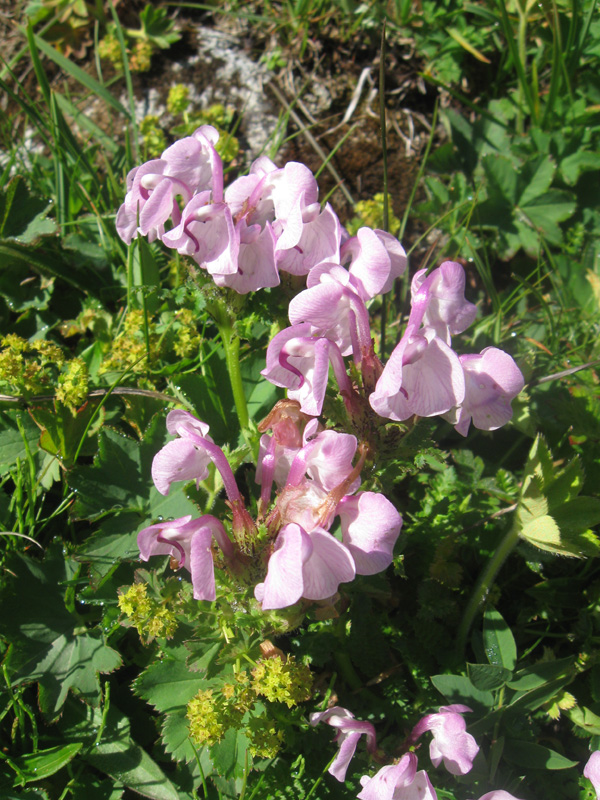 Image of Pedicularis rhinanthoides specimen.