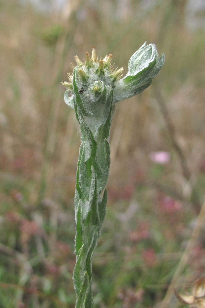 Image of Filago germanica specimen.