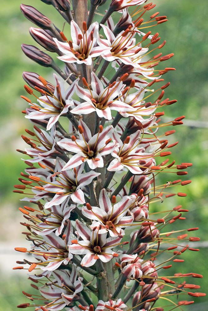 Изображение особи Eremurus regelii.