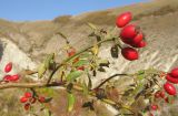 Rosa corymbifera