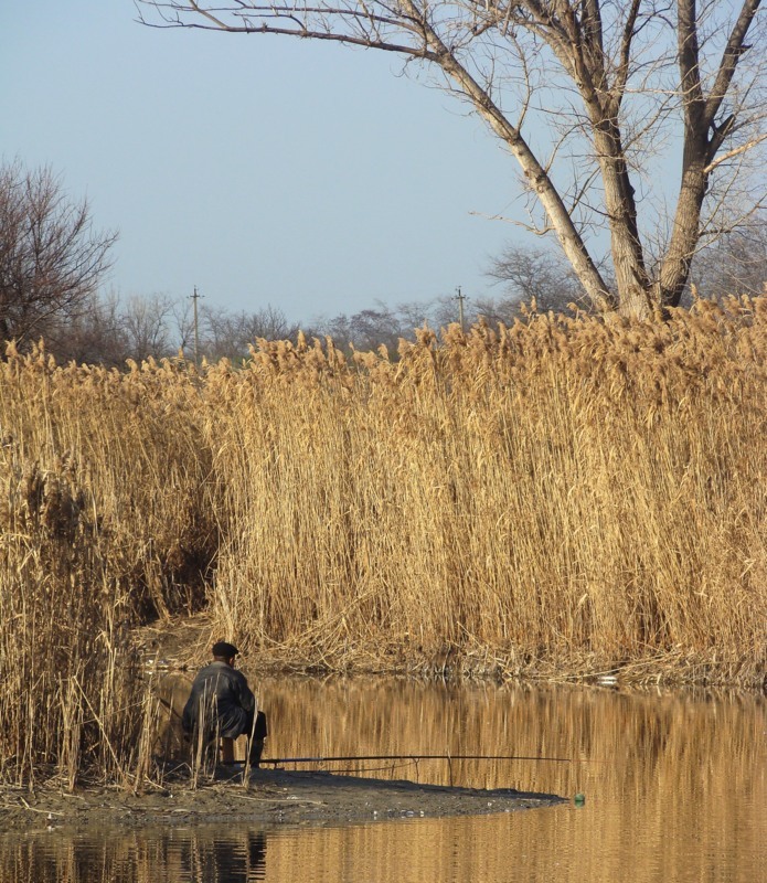 Image of Phragmites altissimus specimen.