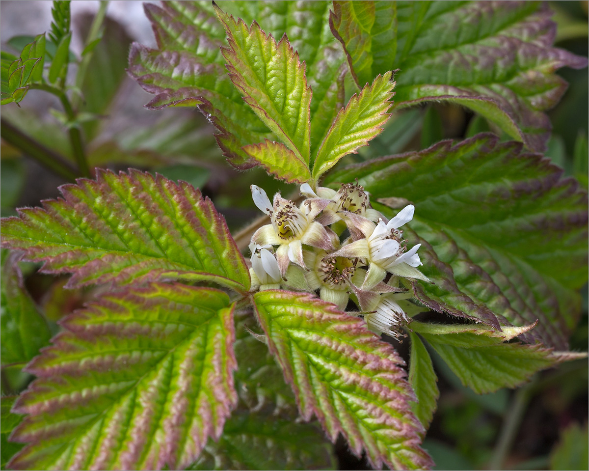 Image of Rubus saxatilis specimen.