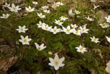 Anemone nemorosa