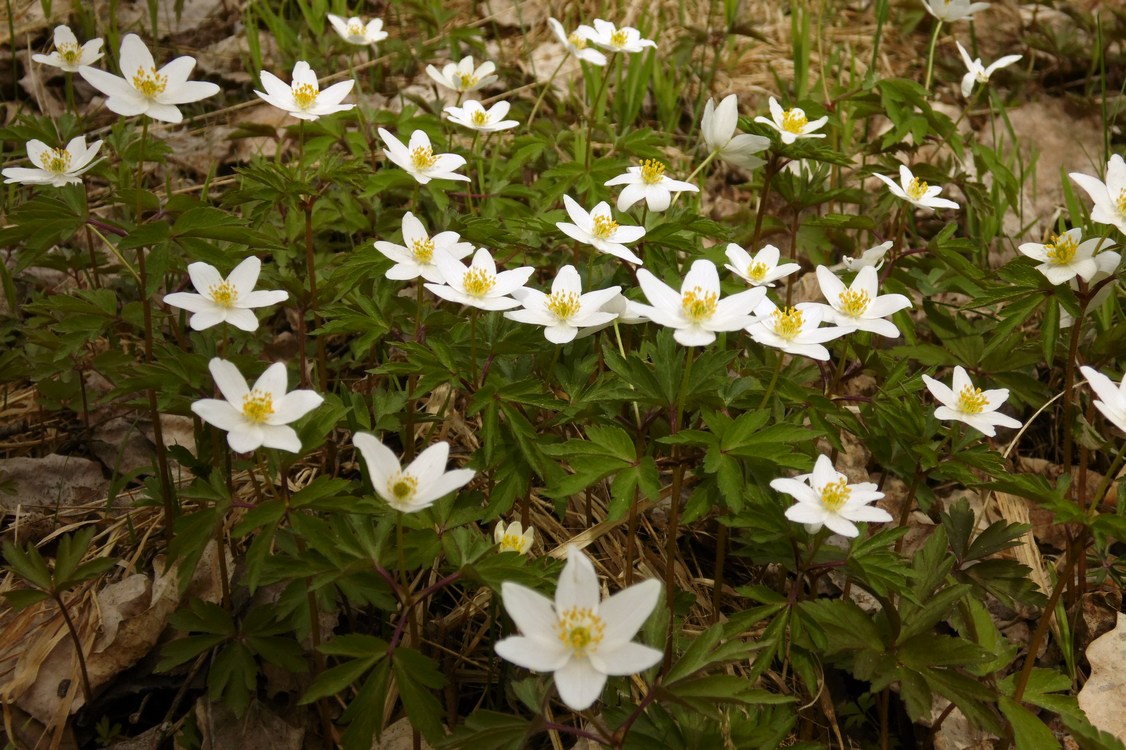 Изображение особи Anemone nemorosa.