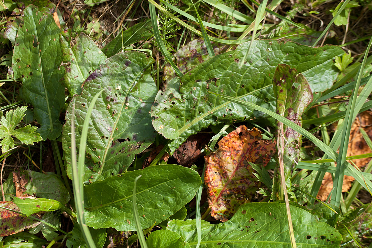 Изображение особи Rumex sylvestris.