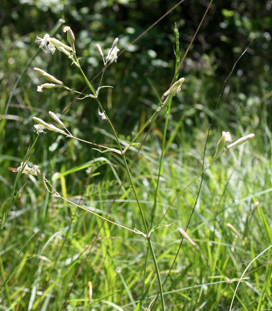 Image of Silene nemoralis specimen.
