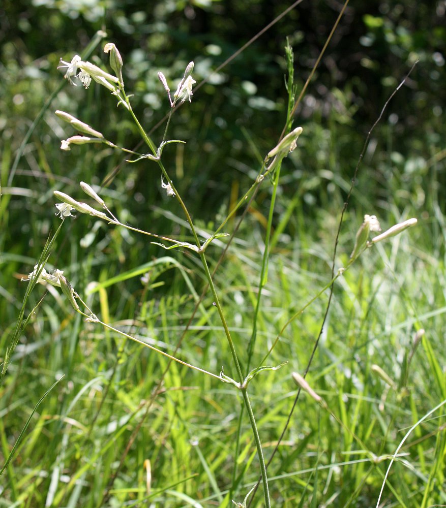 Изображение особи Silene nemoralis.