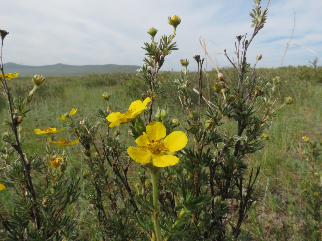 Изображение особи Dasiphora parvifolia.