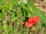 Hibiscus rosa-sinensis. Верхушка побега с цветком. Андаманские острова, остров Нил, в культуре. 02.01.2015.