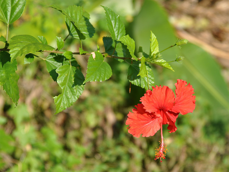 Изображение особи Hibiscus rosa-sinensis.