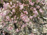 Asperula supina