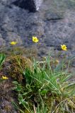 Ranunculus longicaulis var. pulchellus