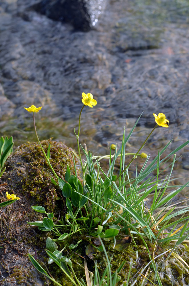 Изображение особи Ranunculus longicaulis var. pulchellus.